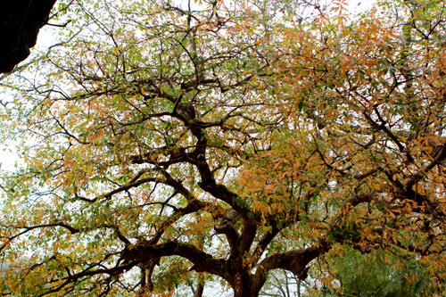 Cảnh đẹp Hồ Gươm: Lộc vừng thay l&aacute;